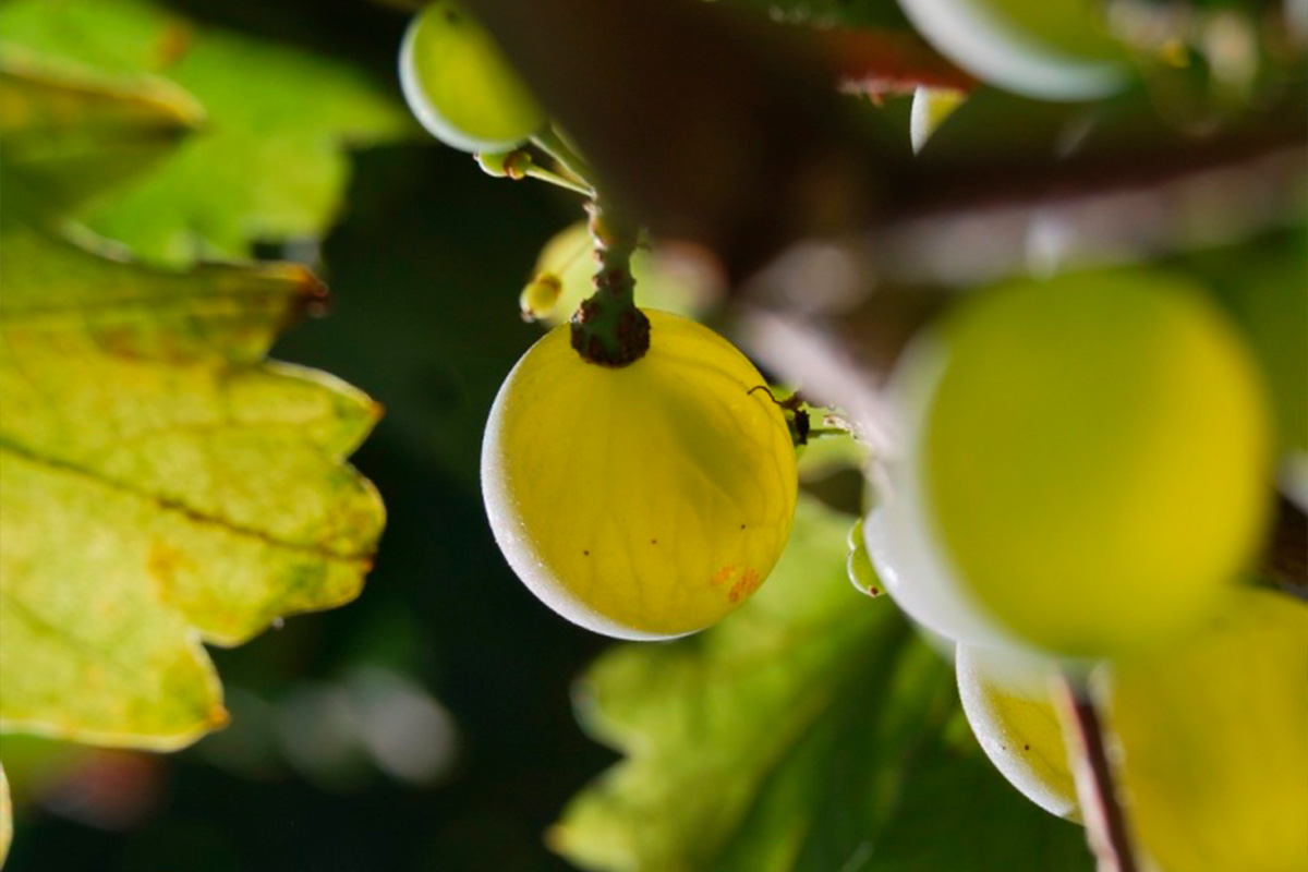 Uvas colhidas à mão na vinha