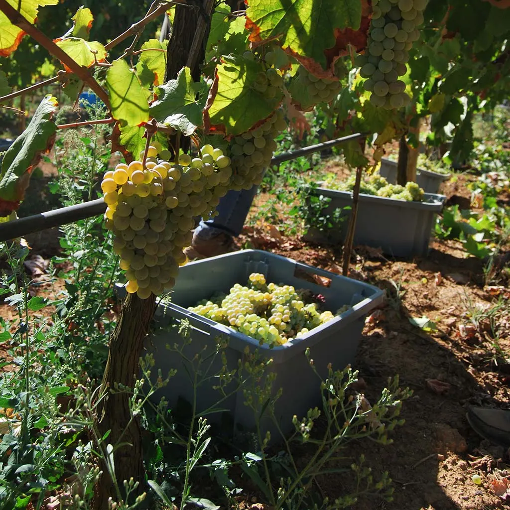 Cachos de uva branca e caixas de vindima na vinha em Codeçoso